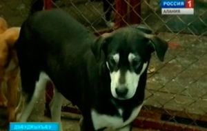 Дзæуджыхъæуы куыйты хъомылгæнæндон кусы ныр 13 азы онг