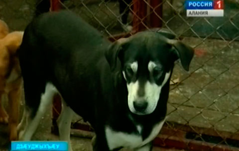 Дзæуджыхъæуы куыйты хъомылгæнæндон кусы ныр 13 азы онг