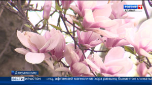 Дзæуджыхъæуы дидинæг ракалдта рагон магнолия