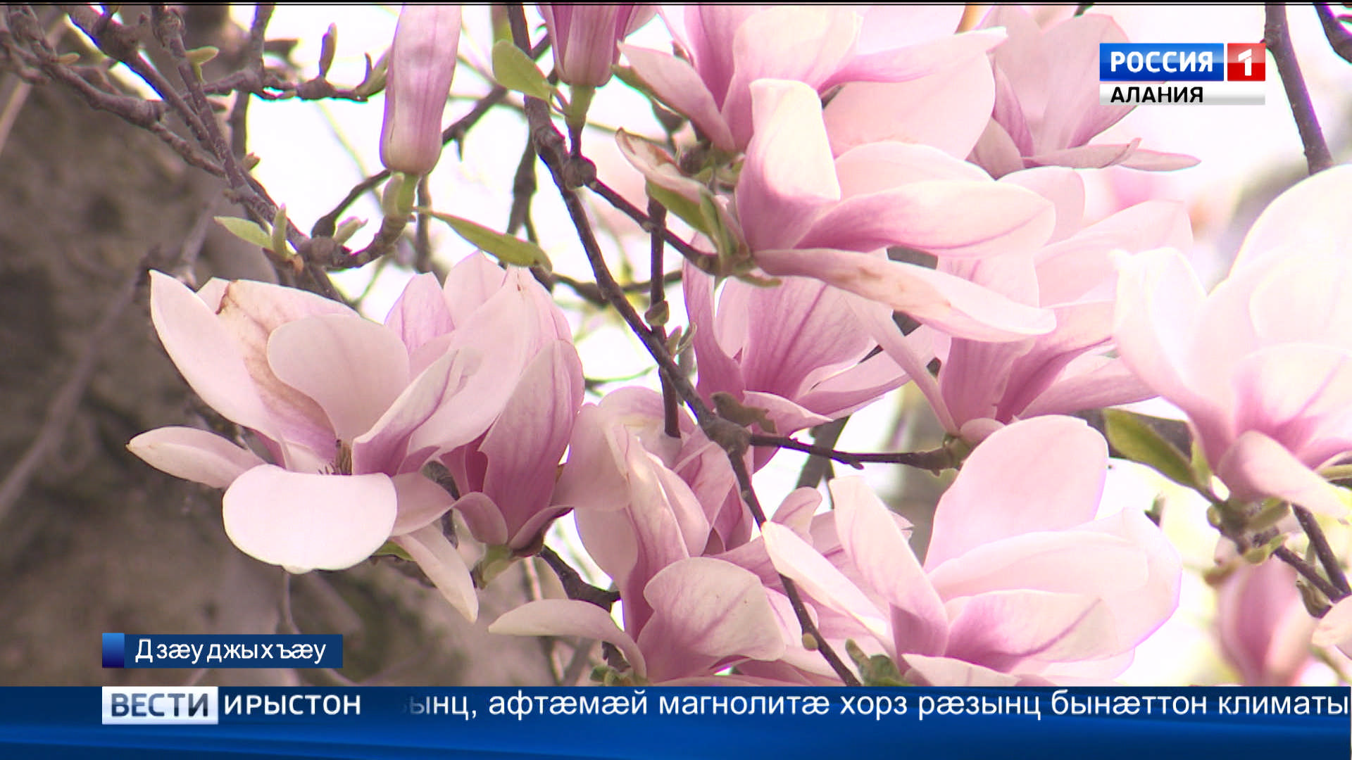 Дзæуджыхъæуы дидинæг ракалдта рагон магнолия