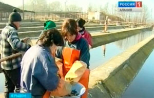 Æрыдоны кæсагдарæн завод цæугæдæттæм ауагъта æргъай кæсæгтæ