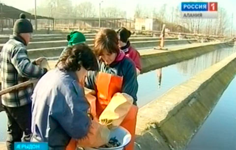 Æрыдоны кæсагдарæн завод цæугæдæттæм ауагъта æргъай кæсæгтæ