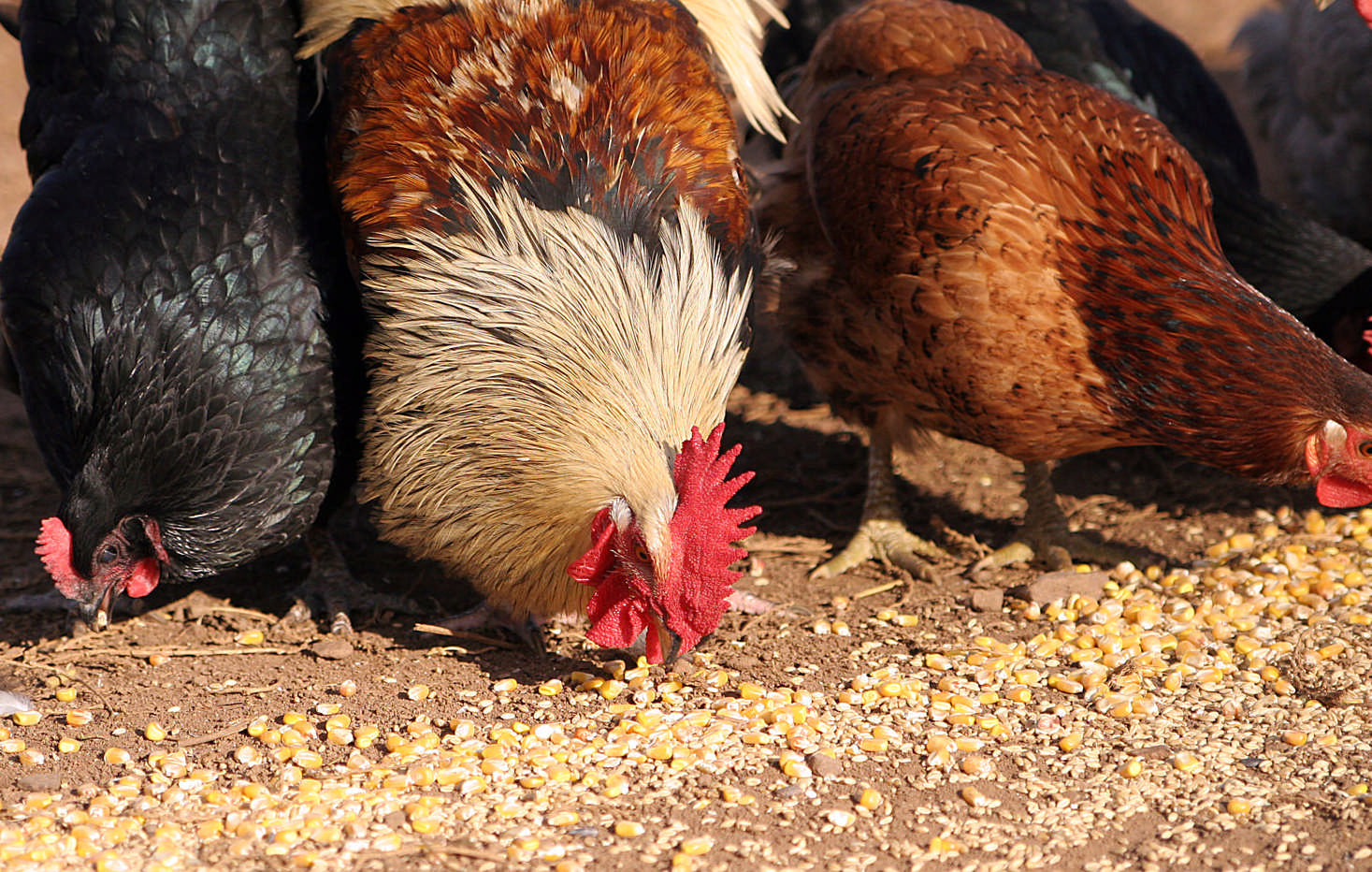 В Северной Осетии за мошеничество перед судом предстанет 21-летний житель
