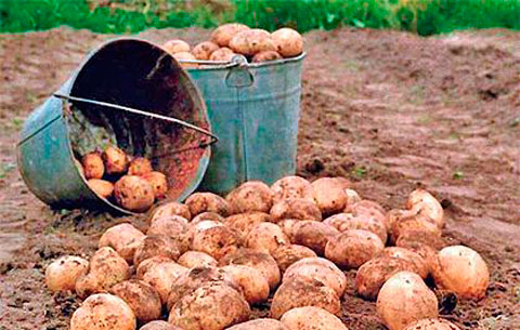 В Северной Осетии завершили уборку урожая овощей