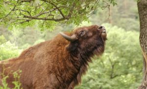 В Северной Осетии появится питомник для разведения краснокнижных животных