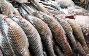 В Северной Осетии создают холдинговую компанию по выращиванию товарной рыбы