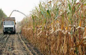Земледельцы Северной Осетии убирают кукурузу с помощью наемных комбайнов