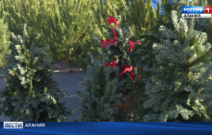 В преддверии новогодних праздников лесная охрана увеличила количество рейдов по незаконной вырубке хвойных деревьев