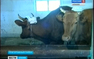 Многодетные семьи во всех районах Северной Осетии получили в подарок коров