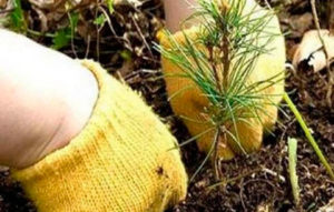 В Северной Осетии стартовала экологическая акция «Всероссийский День посадки леса»