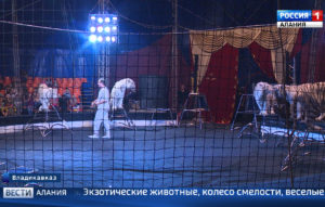 Во Владикавказ привезли обновленную программу шоу «Белые тигры»