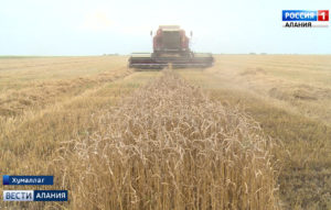 В Северной Осетии завершается уборка озимых и яровых