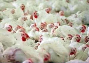 Парламент Северной Осетии рассмотрит проект развития отрасли птицеводства республики