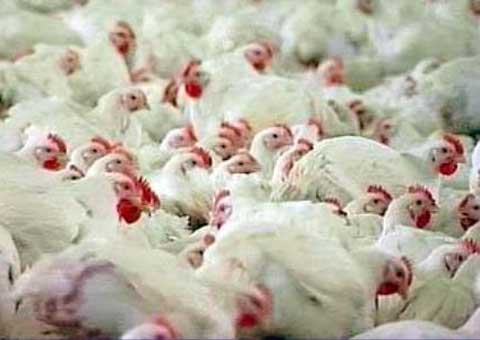 Парламент Северной Осетии рассмотрит проект развития отрасли птицеводства республики