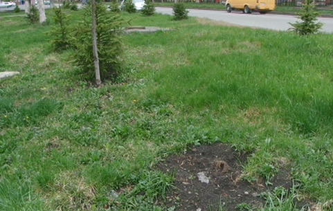Во Владикавказе неизвестные выкопали молодые ели, высаженные в рамках программы благоустройства и озеленения города