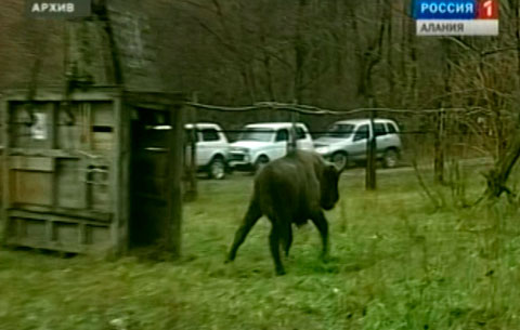 Цæгат Ирыстоны æрдз хъахъхъæныны комитет сарæзта Цæгат Кавказы хъæддаг галты нымæц фæфылдæр кæныны проект