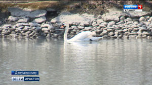 Дзæуджыхъæуы Хетæгкаты Къостайы номыл парчы байрæзтысты цыппар доныхъазы