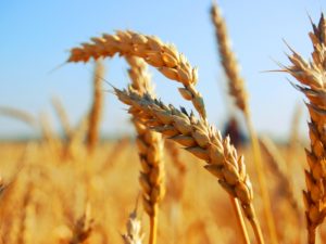 В Пригородном районе Северной Осетии собрали свыше 1,7 тыс. тонны пшеницы