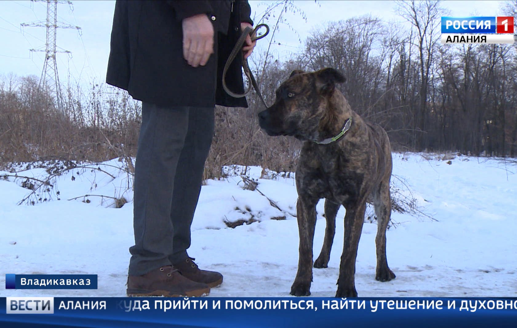 Собаки во владикавказе. FQM-151 «Пойнтер». FQM-151 Pointer.