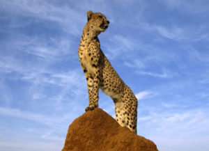 Позитивчик. Гепард