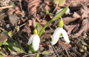 В Северной Осетии не рады теплой зиме