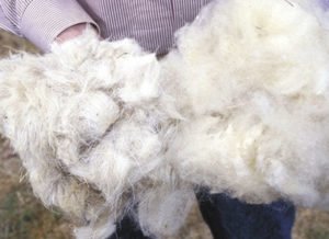 Саби æмæ Зондаби. Войлок