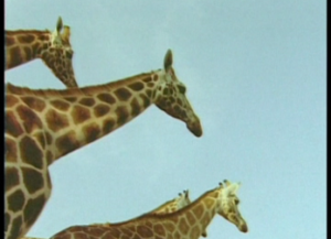 Позитивчик. Жираф