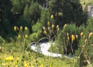 Фыдæлты уæзæгмæ. Хуссар Ирыстоны хæхбæстæ