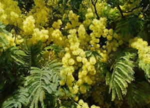 Позитивчик. Мимоза