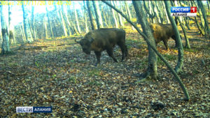 11 января – День заповедников и национальных парков России