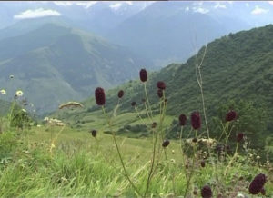 Фыдæлты уæзæгмæ. Хæххон кæрдæджытæ - 1