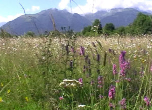 Фыдæлты уæзæгмæ. Кувæг лæджы фарн