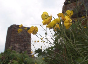 Фыдæлты уæзæгмæ. Дæргъæвсгом