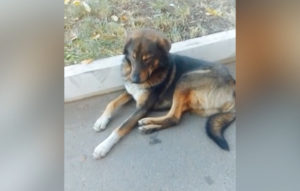 Жители одного и домов на ул. Пушкинской обратились в прокуратуру по поводу жестокого убийства дворовой собаки