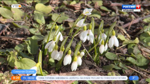 В Северной Осетии зацвели подснежники