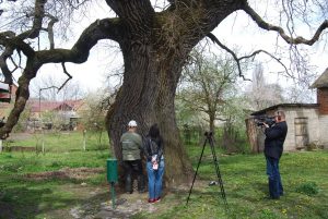 Ардонскому дубу присвоен всероссийский статус «Памятник живой природы»