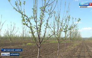 В Дигорском районе владельцы КФХ увеличивают площади фруктовых садов