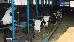 В Северной Осетии стремительно развивается молочное производство
