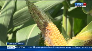 Зинахæссæг гæлæбу – хлопковая совка, нæ республикæйы фæзынд 50-йæм азты