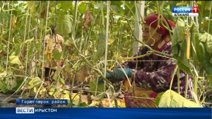 Цæгат Ирыстоны æнтыстджынæй райдыдтой хъæрмуæтты алыхуызон культурæтæ зайын кæнын