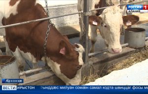 Грантты фæрцы нæ республикæйы фермертæ базылдысты сæ куыстуæттæм, æмæ фæфылдæр кодтой стурвосы нымæц