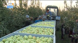 Свыше 900 тонн яблок из Северной Осетии отгружено в регионы страны и за рубеж с начала года