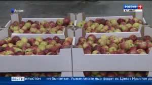 Республикæйы аграрон кусджытæ райдыдтой дыргътæ æмбырд кæныны куыстытæ