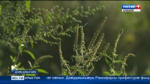 Æппæтæй тынгдæр аллерген – амбрози зындзинæдтæ бирæтæн æййафын кæны