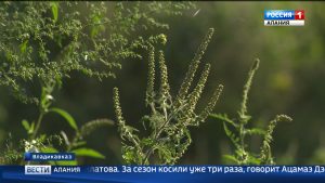 На территории Северной Осетии зафиксировано несколько крупных очагов амброзии