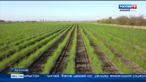 Уæрæсейы спаржæйы быдырты фæстæ æппæтæй стырдæр фæзуæттæ ис Архонкæйы