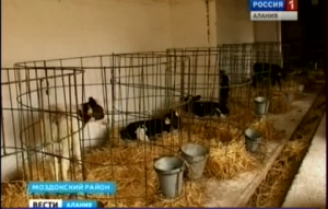 Министр сельского хозяйства Северной Осетии Роберт Засеев посетил фермерские хозяйства Моздокского района