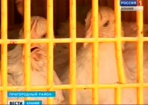 Птицеводческая отрасль Северной Осетии в кризисе