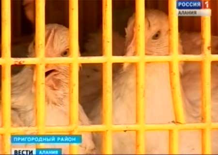 Птицеводческая отрасль Северной Осетии в кризисе