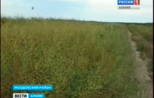 В Северной Осетии может открыться производство биотоплива из рапса